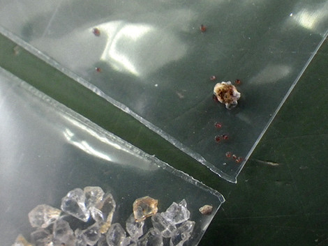f:id:Naturalhistory:20180324145256j:image