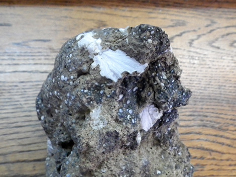 f:id:Naturalhistory:20180327163608j:image