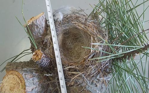 f:id:Naturalhistory:20180328165703j:image f:id:Naturalhistory:20180328165703j:image