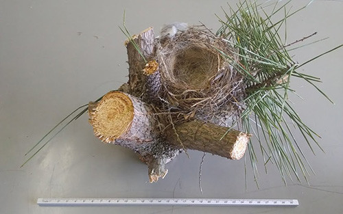 f:id:Naturalhistory:20180328165714j:image f:id:Naturalhistory:20180328165714j:image