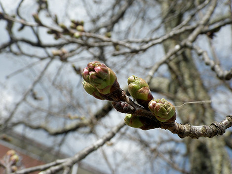 f:id:Naturalhistory:20180404135210j:image f:id:Naturalhistory:20180404135210j:image