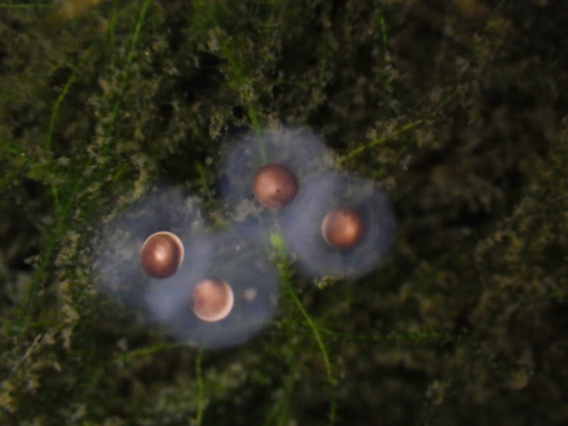 f:id:Naturalhistory:20180419164140j:image