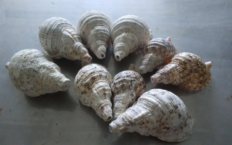 f:id:Naturalhistory:20180424164805j:image