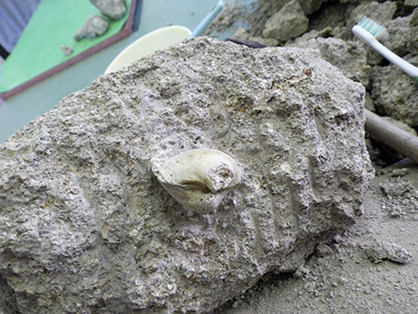 f:id:Naturalhistory:20180505141303j:image