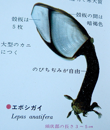 f:id:Naturalhistory:20180505162546j:image