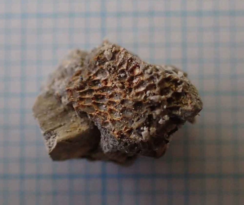 f:id:Naturalhistory:20180506161931j:image:w400