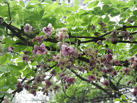 f:id:Naturalhistory:20180508151853j:image
