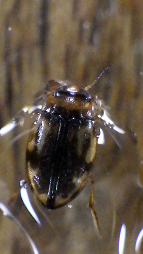f:id:Naturalhistory:20180516164546j:image