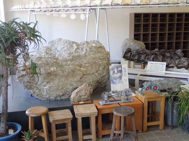 f:id:Naturalhistory:20180519171959j:image:w480