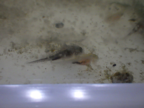 f:id:Naturalhistory:20180520161430j:image