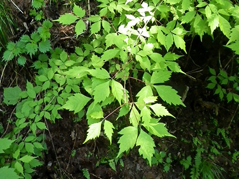 f:id:Naturalhistory:20180524134444j:image