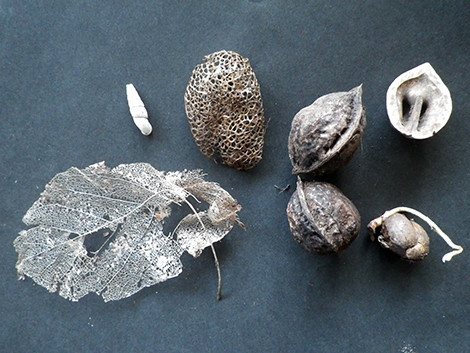 f:id:Naturalhistory:20180526160447j:image