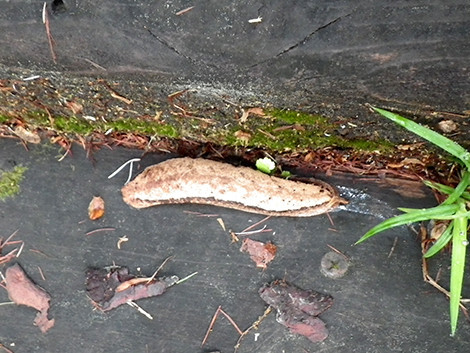 f:id:Naturalhistory:20180530060634j:image