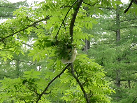 f:id:Naturalhistory:20180530070643j:image