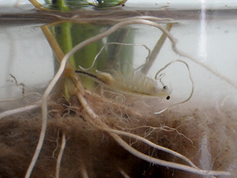 f:id:Naturalhistory:20180531153825j:image