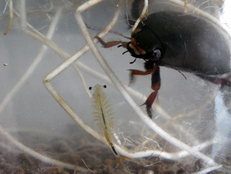 f:id:Naturalhistory:20180531153849j:image