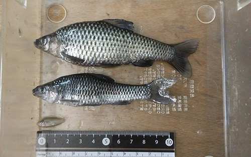 f:id:Naturalhistory:20180610170230j:image f:id:Naturalhistory:20180610170230j:image