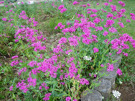 f:id:Naturalhistory:20180612165628j:image