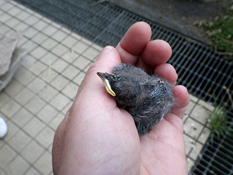 f:id:Naturalhistory:20180615105747j:image