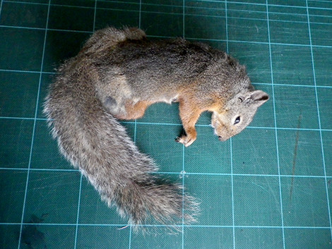 f:id:Naturalhistory:20180615153310j:image