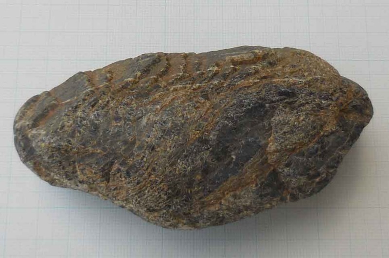 f:id:Naturalhistory:20180617140548j:image:w460