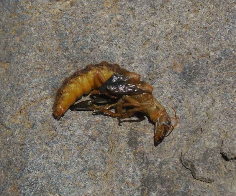 f:id:Naturalhistory:20180617140554j:image:w460