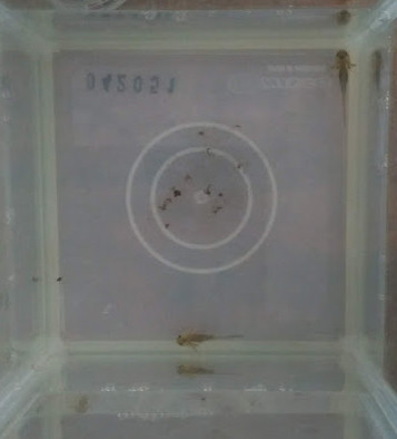 f:id:Naturalhistory:20180621172216j:image