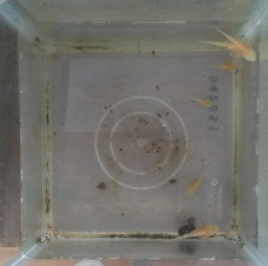f:id:Naturalhistory:20180621172234j:image