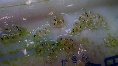f:id:Naturalhistory:20180624145215j:image