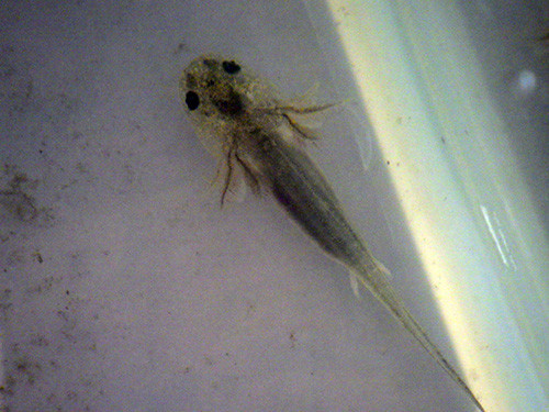 f:id:Naturalhistory:20180628163632j:image f:id:Naturalhistory:20180628163632j:image