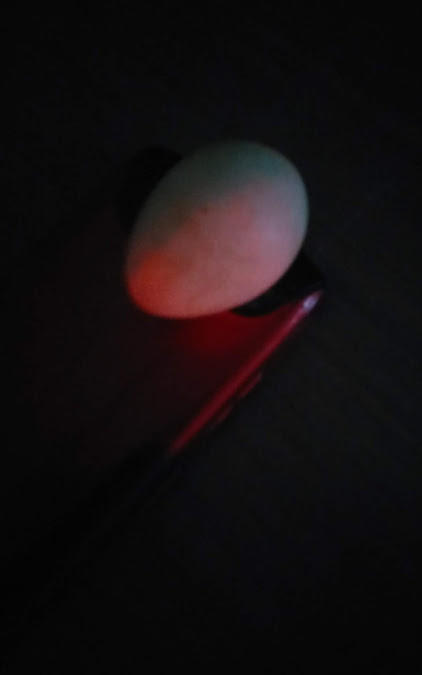 f:id:Naturalhistory:20180708170311j:image