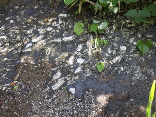 f:id:Naturalhistory:20180710100624j:image