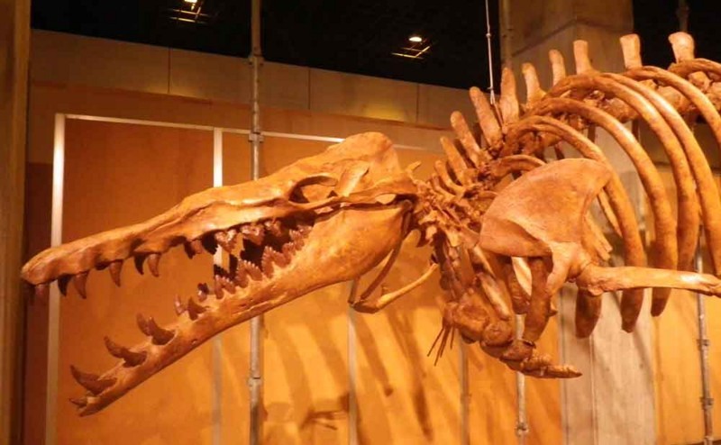 f:id:Naturalhistory:20180711154709j:image:w360
