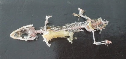 f:id:Naturalhistory:20180803162803j:image