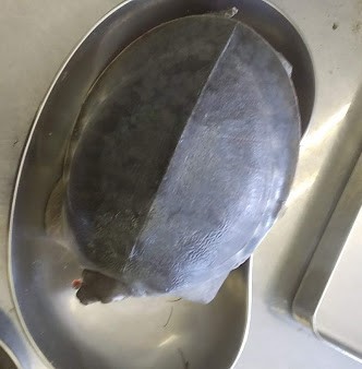 f:id:Naturalhistory:20180804153820j:image