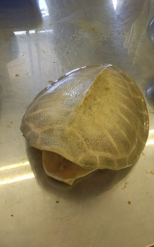 f:id:Naturalhistory:20180804155754j:image