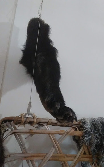 f:id:Naturalhistory:20180805170151j:image
