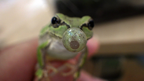 f:id:Naturalhistory:20180808131739j:image