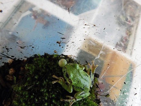 f:id:Naturalhistory:20180808133756j:image