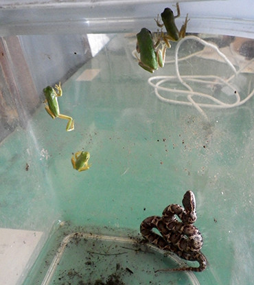 f:id:Naturalhistory:20180818153200j:image