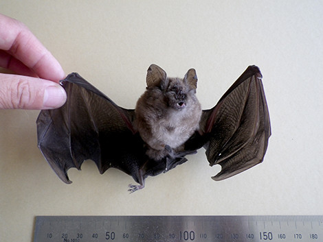 f:id:Naturalhistory:20180819093859j:image