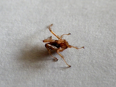 f:id:Naturalhistory:20180819094515j:image