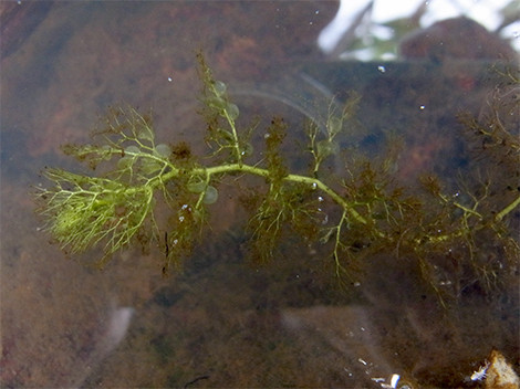 f:id:Naturalhistory:20180825162202j:image