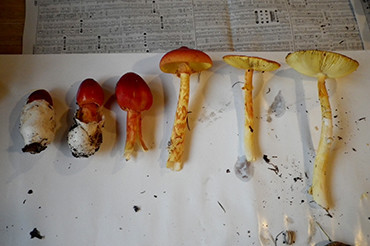 f:id:Naturalhistory:20180906170430j:image