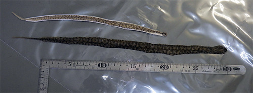 f:id:Naturalhistory:20180920162309j:image