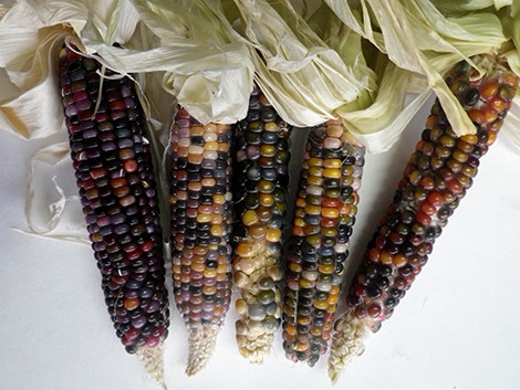 f:id:Naturalhistory:20180922162701j:image f:id:Naturalhistory:20180922162701j:image