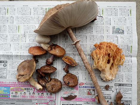 f:id:Naturalhistory:20180926144629j:image