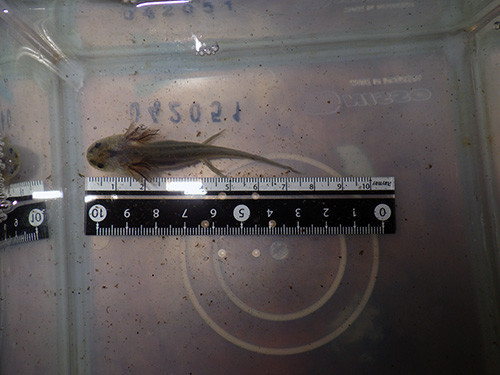 f:id:Naturalhistory:20180928154712j:image