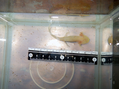 f:id:Naturalhistory:20180928154740j:image