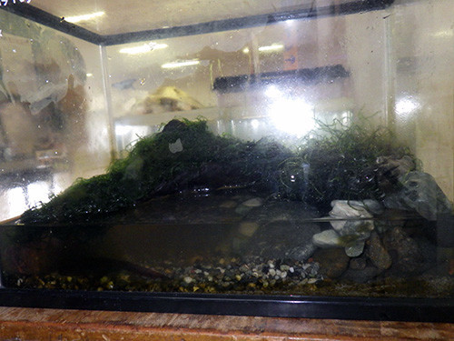 f:id:Naturalhistory:20180930151839j:image